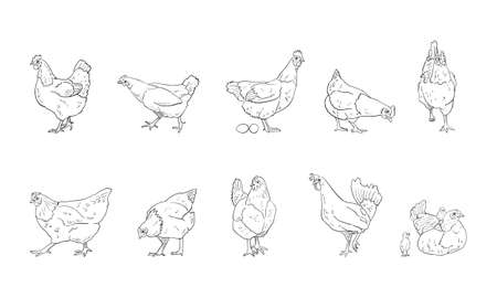 vector illustration of hen isolated on white backgroundのイラスト素材