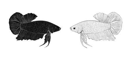vector illustration of Betta fish isolated on white backgroundのイラスト素材