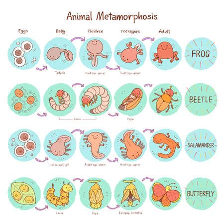 vector illustration of animal growth and metamorphosis with cartoon style isolated on white background.のイラスト素材