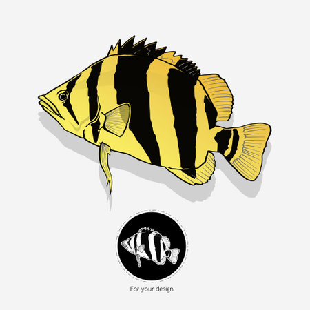 vector illustration of Siamese tigerfish isolated on white background.のイラスト素材