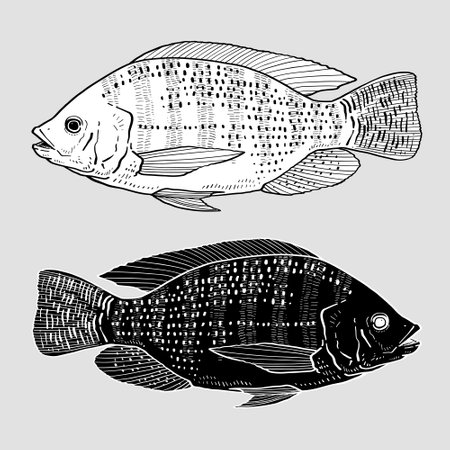 vector illustration of Tilapia fish isolated on whitebackground.のイラスト素材