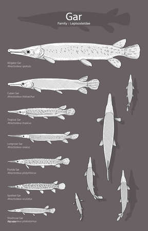 Hand drawn vector set of Gar fish isolated on dark background.のイラスト素材