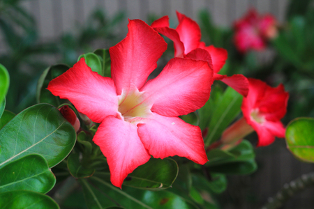Dipladenia Flower Redの写真素材