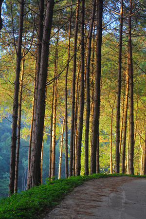 pine yardの写真素材