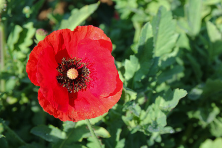 red poppyの写真素材