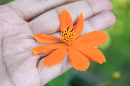 hand Starship flowerの写真素材