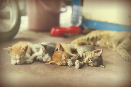 Sweet moment A group of different kitten sleeping on the floor.In selective focus.の写真素材