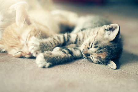 Sweet moment A group of different kitten sleeping on the floor.In soften and selective focus.の写真素材