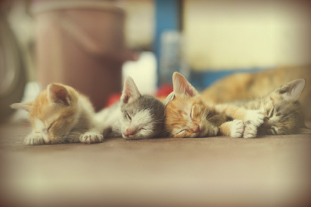 Sweet moment A group of different kitten sleeping on the floor.In selective focus.