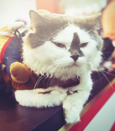 Lonely fatty Cute Cat a vintage color effect,with Sun light in soft focusの写真素材