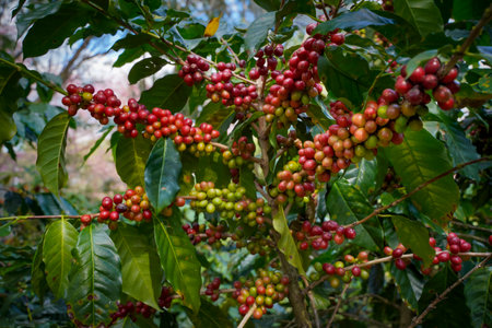 Raw or ripe red branch of Arabica and Robusta and organic coffee berries beans on tree. Farmer crop fruit at farm in Java. Coffee tree the plantations field background concept.の写真素材