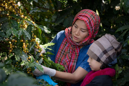 Agriculturist hands Harvesting Red and Yellow fresh Ripe Arabica or Robusta an organic coffee...