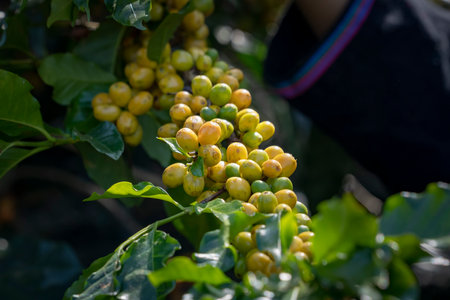 Agriculturist hands Harvesting Red and Yellow fresh Ripe Arabica or Robusta an organic coffee...