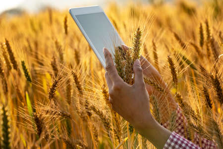 Happy Young Asian farmer or agronomist standing in Beauty Golden ripe wheat field in spring. Using digital tablet. Modern internet communication quality test checking survey technologies Concept.の写真素材