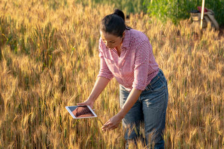 Happy Young Asian farmer or agronomist standing in Beauty Golden ripe wheat field in spring. Using digital tablet. Modern internet communication quality test checking survey technologies Concept.の写真素材