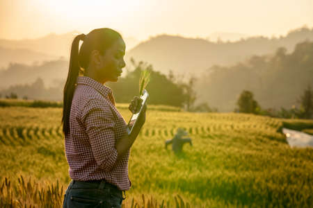 Happy Young Asian farmer or agronomist standing in Beauty Golden ripe wheat field in spring. Using digital tablet. Modern internet communication quality test checking survey technologies Concept.の写真素材