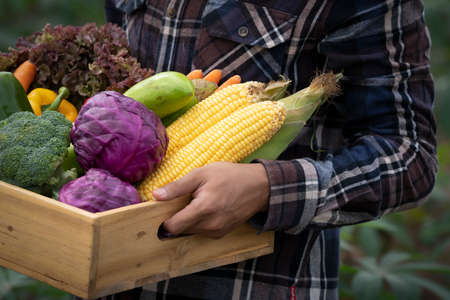 Young Asian man farmer with freshly picked vegetables in basket. Hand holding wooden box with vegetables in field. Fresh Organic Vegetables from local producers ready for transport.の写真素材