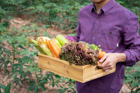 Quality local product checking concept. Smart phone and wooden box with vegetables in field. Fresh Organic Vegetables from local producers ready for transport.の写真素材