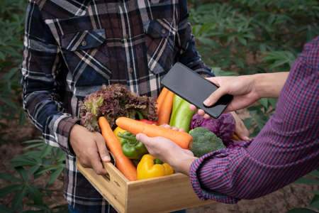 Quality local product checking concept. Smart phone and wooden box with vegetables in field. Fresh...