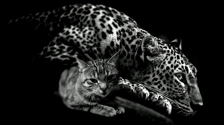 Cats