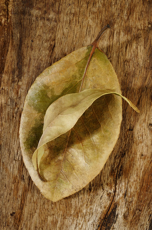 dried bay leaves on wooden の写真素材