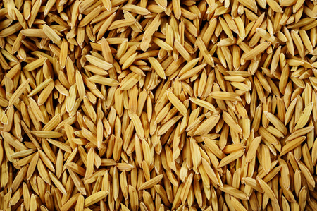 Paddy rice on white backgroundの写真素材