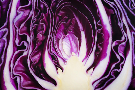 Cabbage vegetable on white backgroundの写真素材