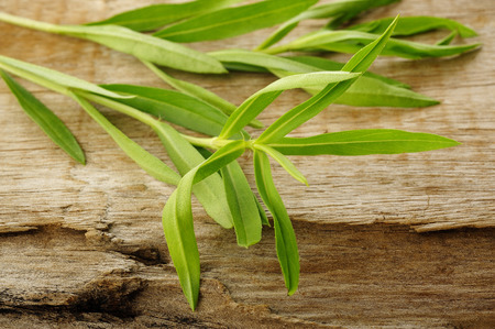 tarragon twig fragmentの写真素材