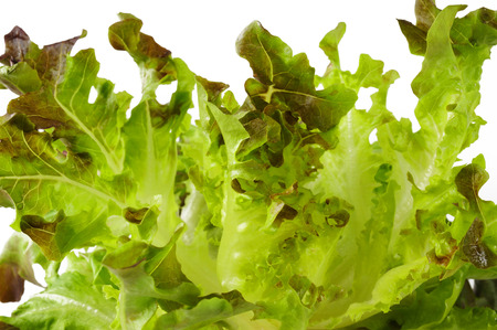 Oak lettuce on white backgroundの写真素材