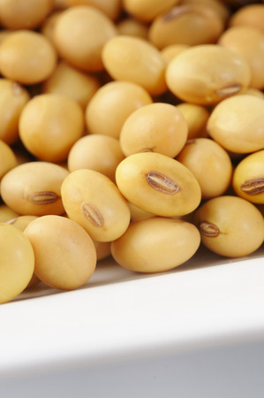 Soybean seed on white backgroundの写真素材