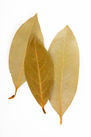 Bay leaf herb on backgroundの写真素材