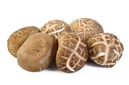 Fresh shiitake mushroom isolated on white backgroundの写真素材