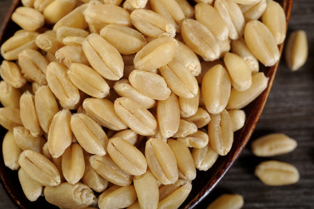 raw pearl barley in wooden spoon