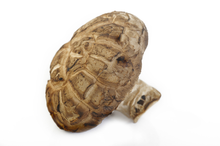 shiitake mushroom isolated on white backgroundの写真素材