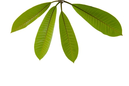 green leaves on white background 