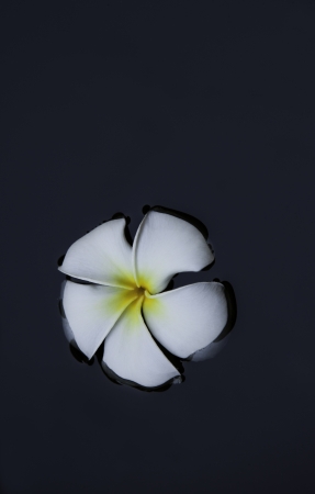 FRANGIPANI FROM THE DARK の写真素材
