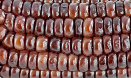 close up Corn cob black and redの写真素材