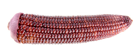 corn on the cob brownの写真素材