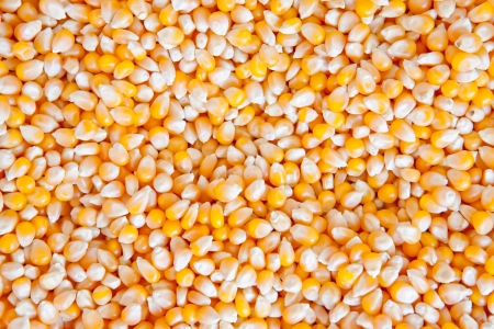 The yellow background of fresh maize cornの写真素材