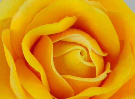 Yellow Rose cloth Isolatedの写真素材