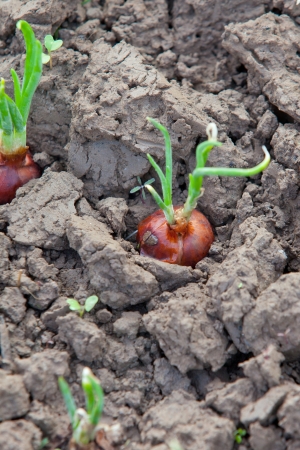 Onions growing in the gardenの写真素材