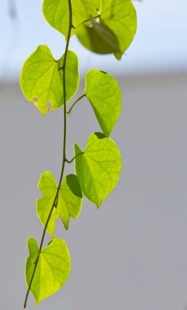close up of leaves at fine dayの写真素材