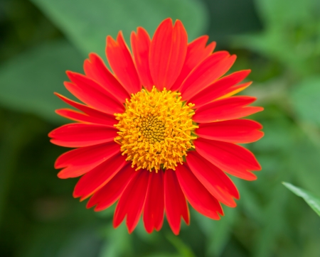 Bright red daisy against contrasting green leavesの写真素材