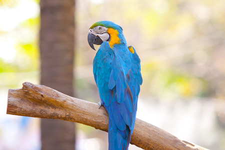 beautiful Scarlet macaw