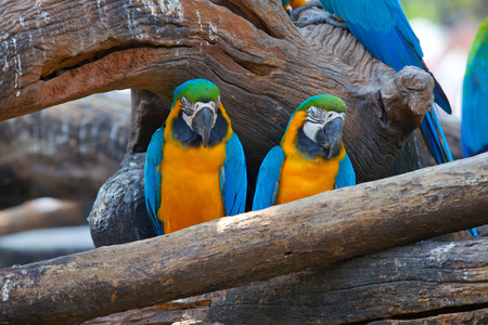 beautiful Scarlet macaw
