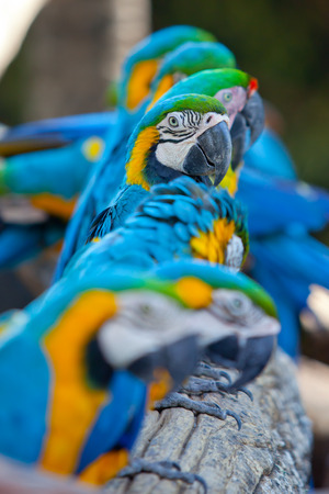 beautiful Scarlet macawsの写真素材