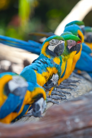 beautiful Scarlet macawsの写真素材