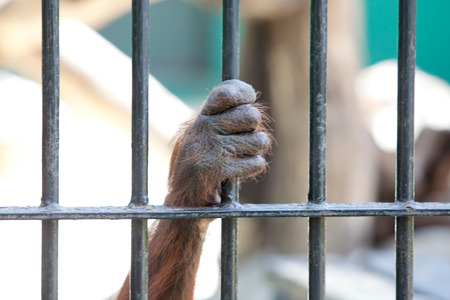 the hand of an orangutan in captivityの写真素材