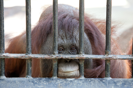 the hand of an orangutan in captivity
