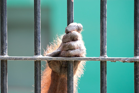the hand of an orangutan in captivity